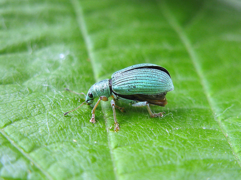 Curculionidae:  Polydrusus formosus